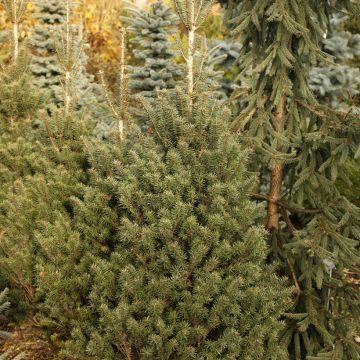 Abies nordmanniana Kulista - Fir