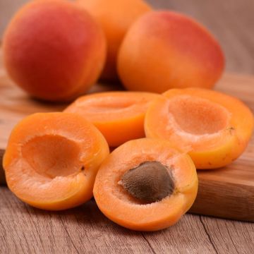 Prunus armeniaca Royal - Apricot Tree