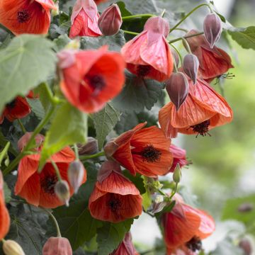 Abutilon Red Trumpet