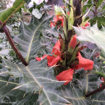 Acanthus sennii - Acanthe Acanthus sennii - Acanthe
