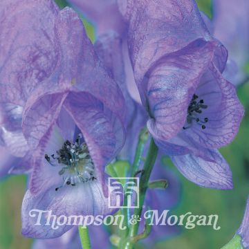 Aconitum carmichaelii - Chinese aconite