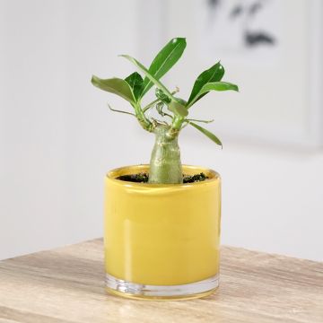 Adenium obesum - Desert rose plant
