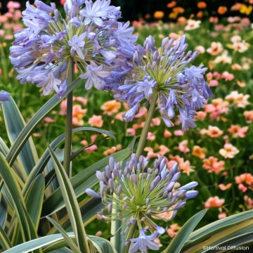 Agapanthus Zambezi