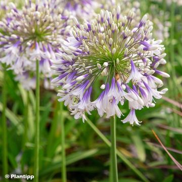 Agapanthus Fireworks Agapanthus Fireworks