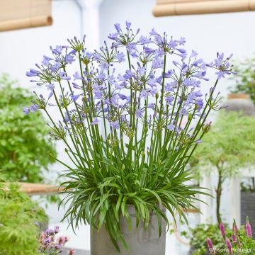 Agapanthus Blue Baby - African lily