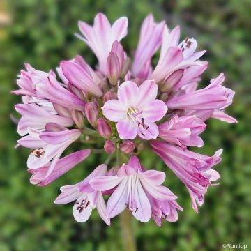 Agapanthus Poppin’® Pink - African lily