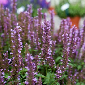 Agastache foeniculum Celestia™ - Anise hyssop