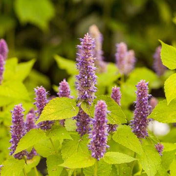 Graines d'Agastache foeniculum Golden Jubilee - Agastache fenouil Graines d'Agastache foeniculum Golden Jubilee - Agastache fenouil