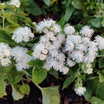 Ageratum houstonianium Cushion White - Bluemink Ageratum houstonianium Cushion White - Bluemink