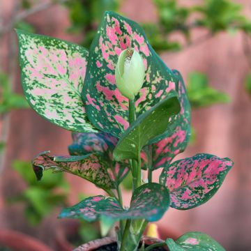 Aglaonema  'Beauty' - Aglaonème Beauty