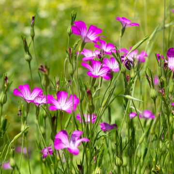 Corncockle organic seeds - Agrostemma githago