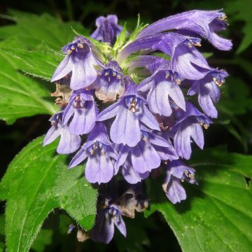 Ajuga incisa - Bugle