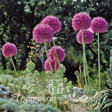 Allium giganteum - Giant Allium Allium giganteum - Giant Allium