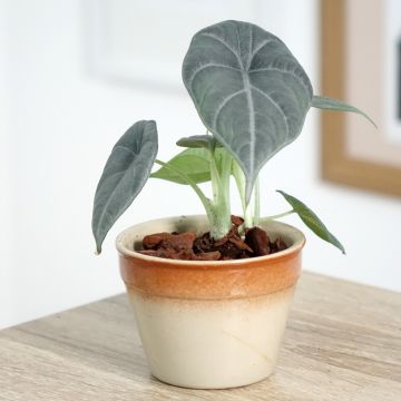 Alocasia reginula x melo Maharani - Elephant's Ear
