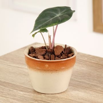Alocasia Pink Dragon - Elephant's ears plant