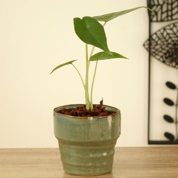 Alocasia Sumo® - Elephant's Ear