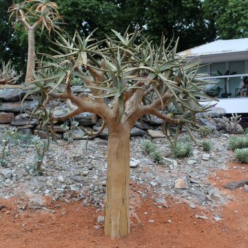Aloe dichotoma - Quiver tree