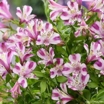 Alstroemeria Duchesses d'Anjou Valentine - Peruvian lily