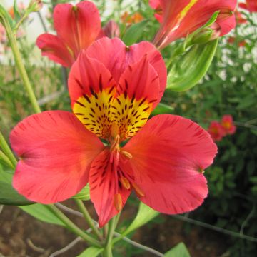 Alstroemeria Majestic Authion