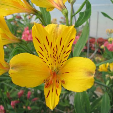Alstroemeria Majestic Serrant