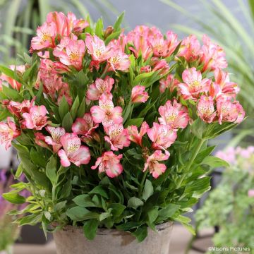Alstroemeria Pitchounes Charlotte®  - Dwarf Peruvian lily