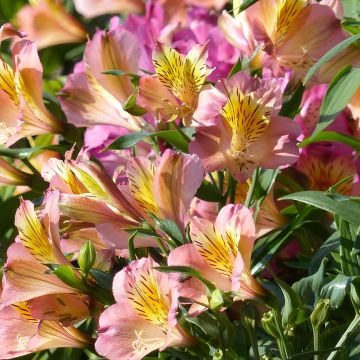 Alstroemeria Garden Summer Relieve - Peruvian Lily