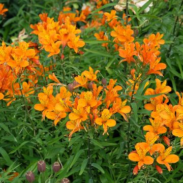 Alstroemeria aurea Orange King - Lys des Incas