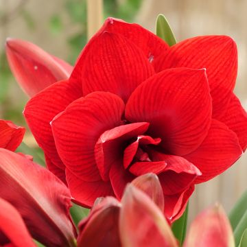 Hippeastrum 'Double Dragon' - Amarylis