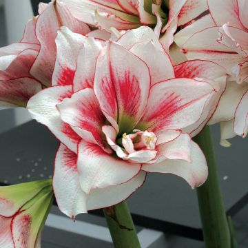 Hippeastrum Elvas - Amaryllis