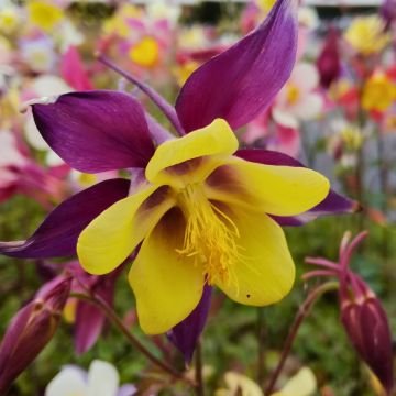Aquilegia McKana - Columbine