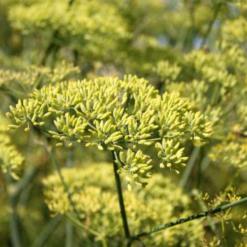 Anise organic seeds - Pimpinella anisum