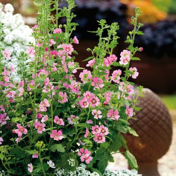 Anisodontea Lady in Pink - Cape Mallow