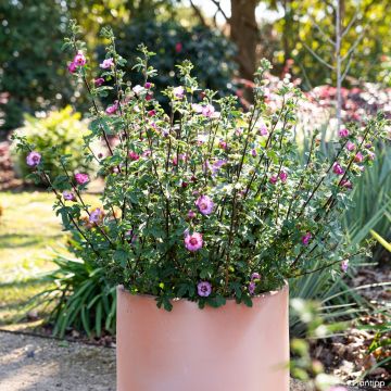Anisodontea Carnival Lights Gala - Cape mallow