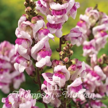 Graines de Muflier nain Bronze Dragon - Antirrhinum nanum Graines de Muflier nain Bronze Dragon - Antirrhinum nanum