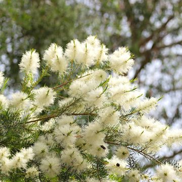 Melaleuca alternifolia - Tea tree Melaleuca alternifolia - Tea tree