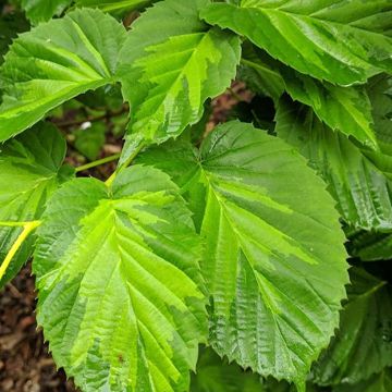 Davidia involucrata Lady Dahlia - Dove Tree
