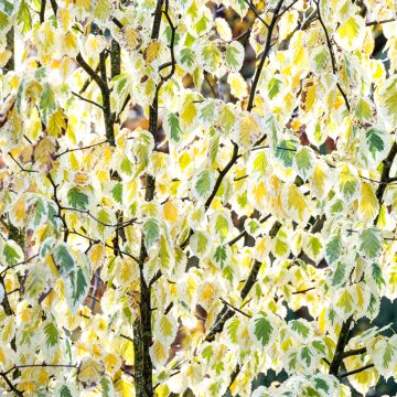 Davidia involucrata Lady Sunshine - Dove Tree Davidia involucrata Lady Sunshine - Dove Tree