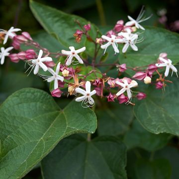 Clerodendrum trichotomum Clerodendrum trichotomum