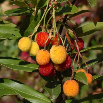 Arbutus unedo Roselily ® Minlily