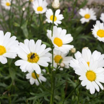 Argyranthemum frutescens Everest White - Marguerite bush Argyranthemum frutescens Everest White - Marguerite bush