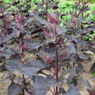 Atriplex hortensis var. rubra organic seeds - Red orache