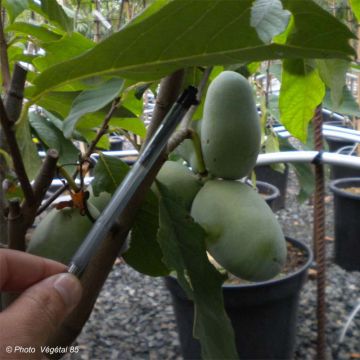 Asimina Prima 1216 - Pawpaw Asimina Prima 1216 - Pawpaw