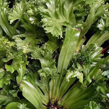 Asplenium antiquum 'Leslie' - Fougère nid d'oiseau Leslie, fougère antique Leslie