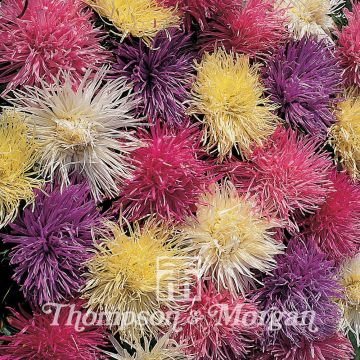 Aster Spider Chrysanthemum Mixed Aster Spider Chrysanthemum Mixed