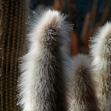 Austrocephalocereus dybowskii  - Espostoopsis dybowskii, torch cactus