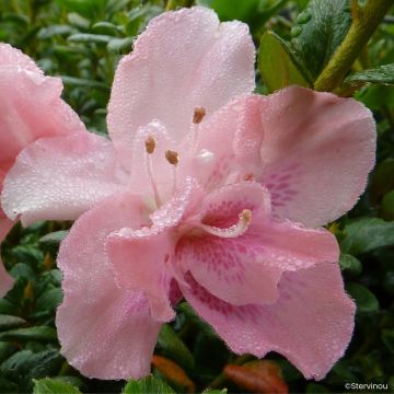 Rhododendron simsii 'Clotilde' - Indian azalea