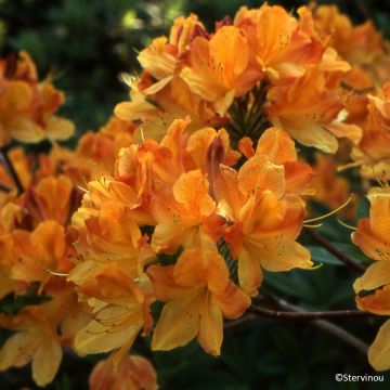 Rhododendron Hortulanus H Witte