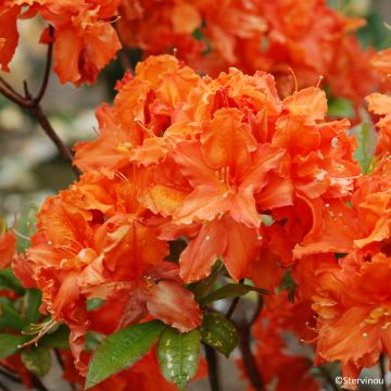 Rhododendron Orangeade - Chinese azalea