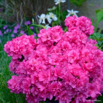 Rhododendron molle Flash Dance Pink - Japanese azalea