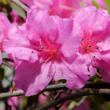 Japanese Azalea Greenway